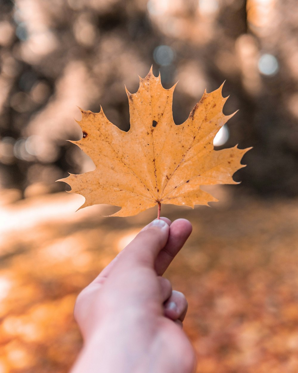 woman holding maple leaf