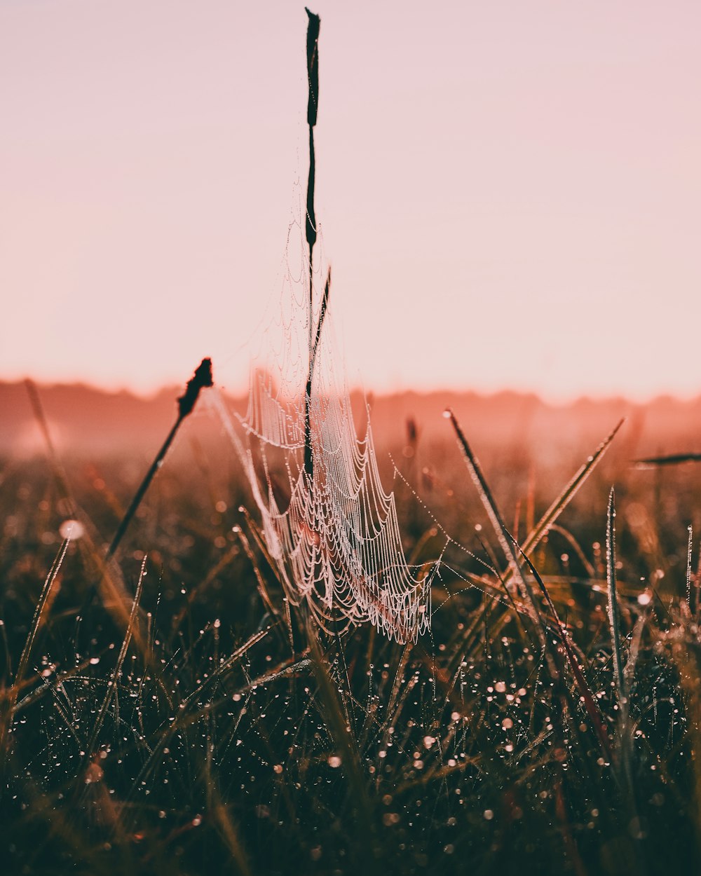 selective focus photo of cobweb