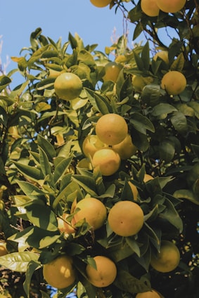A gardener pruning a fruit tree under a bright blue sky in a lush green garden.