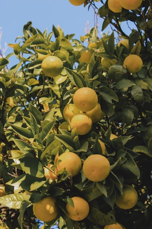 A skilled worker carefully pruning a large fruit tree in a lush orchard under a clear blue sky.