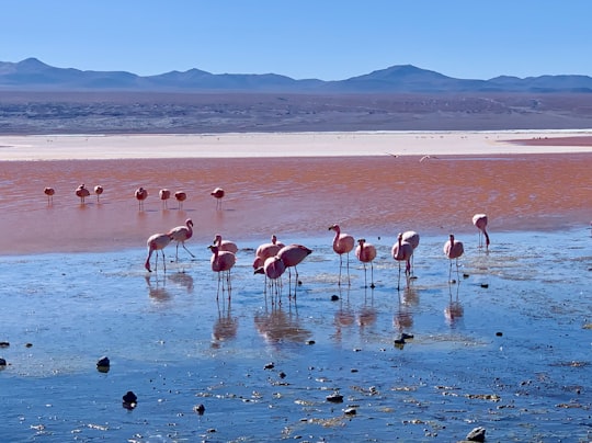 flamingos drinking water in Laguna Colorada Bolivia