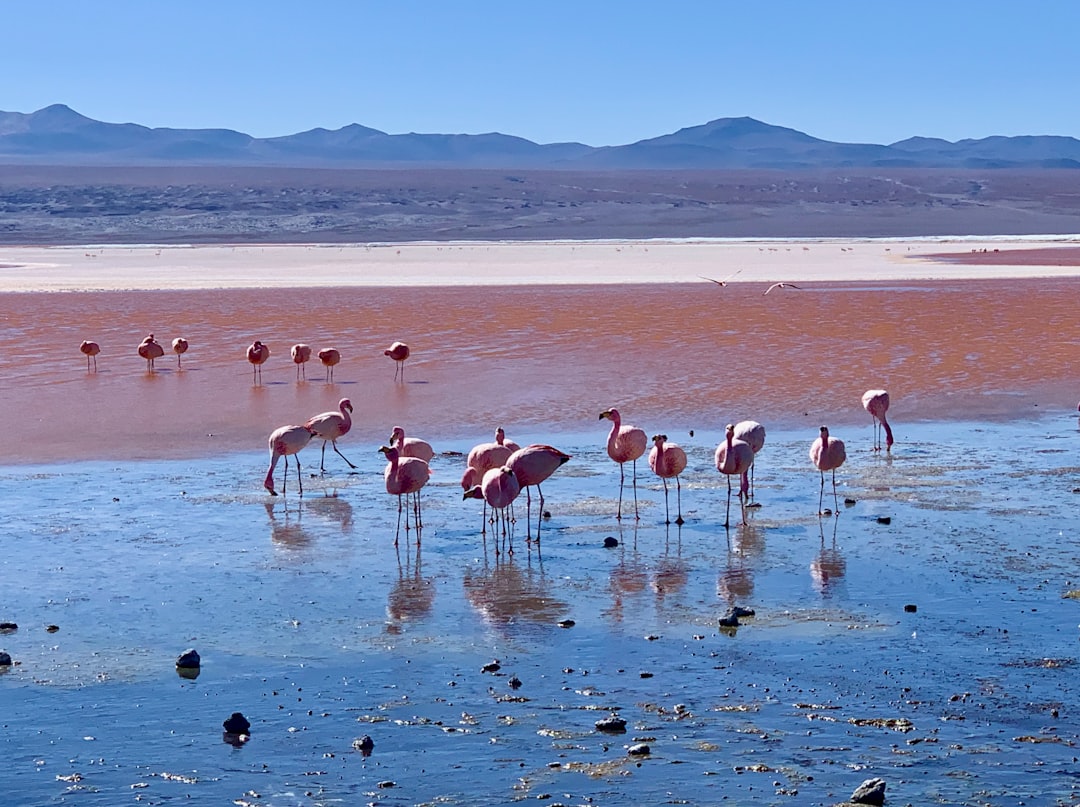 Ecoregion photo spot Laguna Colorada Eduardo Avaroa National Reserve of Andean Fauna