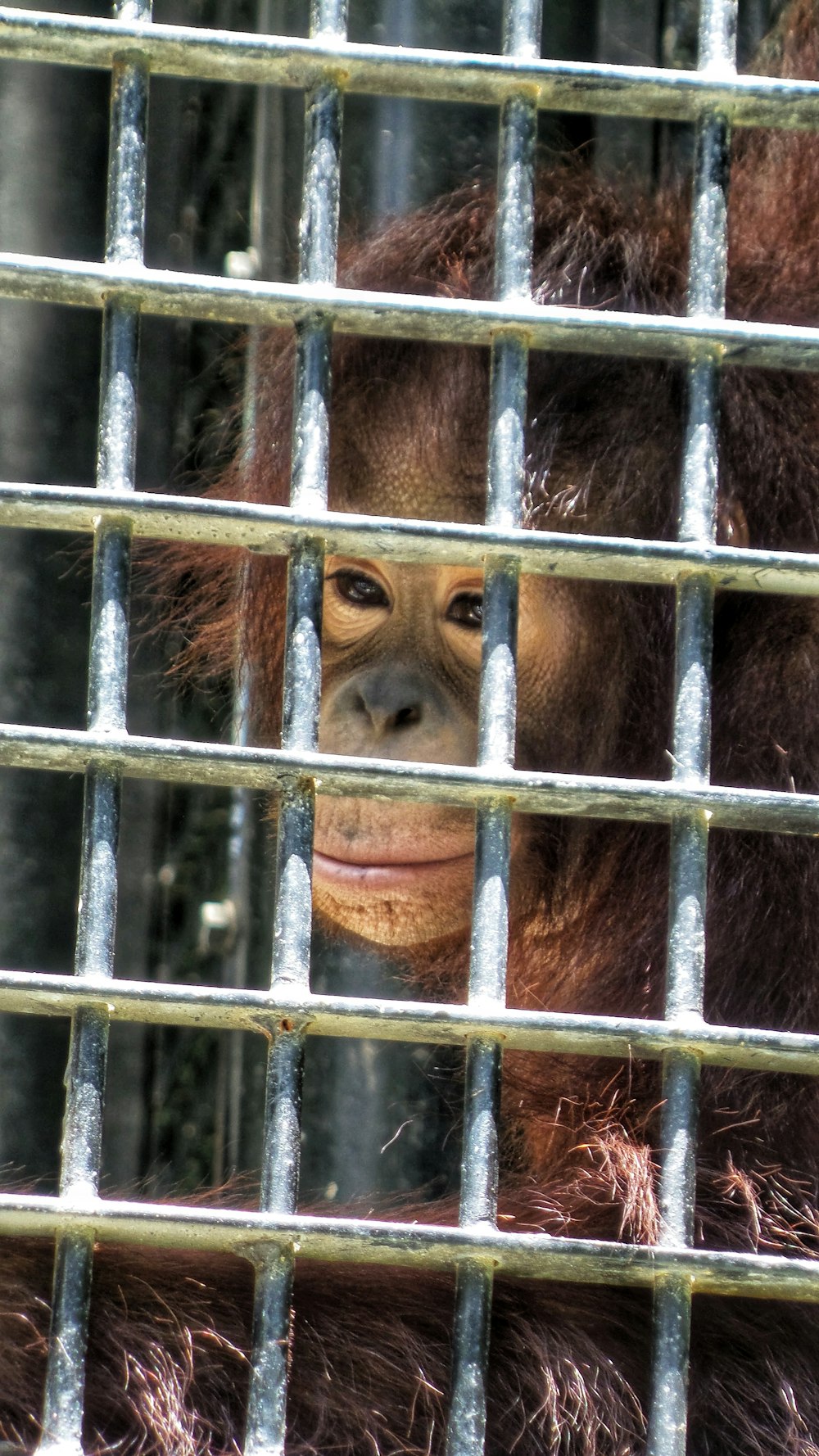 primate in cage