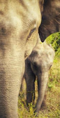 Close-up of a curious elephant calf beside its mother in the lush greenery of Hurulu Eco Park.