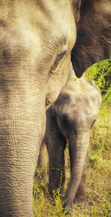 Close-up of a curious elephant calf beside its mother in the lush greenery of Hurulu Eco Park.