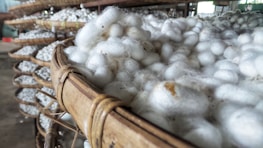 Close-up view of white silkworm cocoons piled in wooden trays, possibly in a production or cultivation setting, with rows of similar trays in the background.