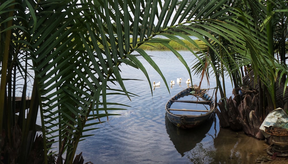 green canoe boat on green palm trees