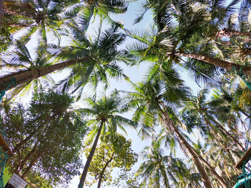 coconut trees low angle photography