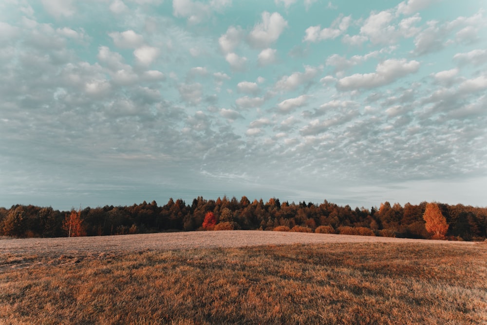 pine trees in forest