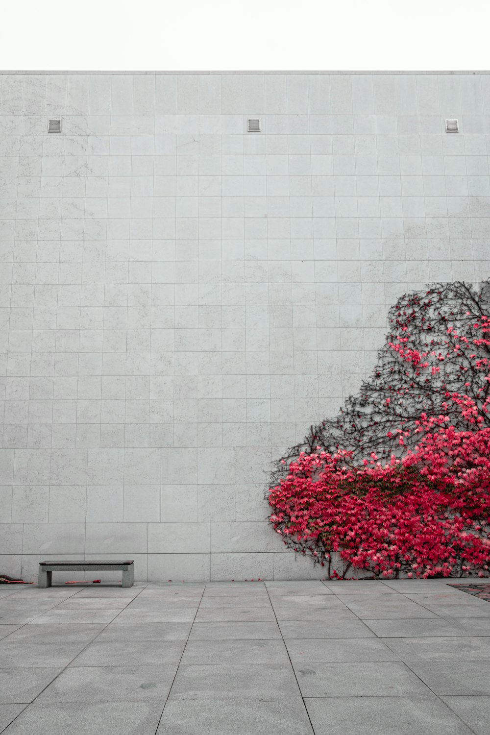 a bench sitting in front of a wall with red flowers on it