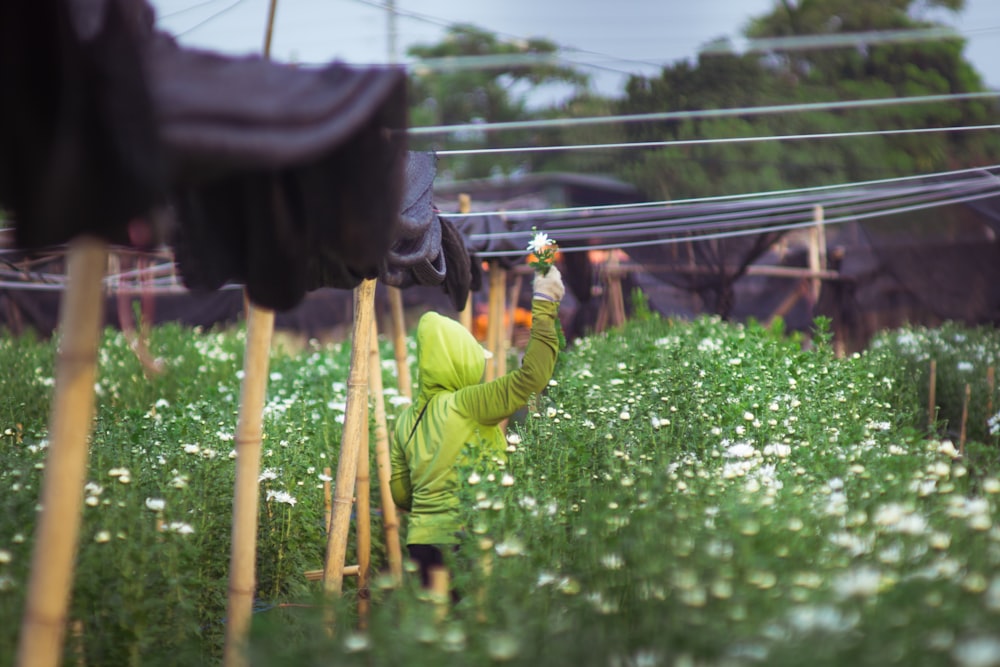 person in flower field