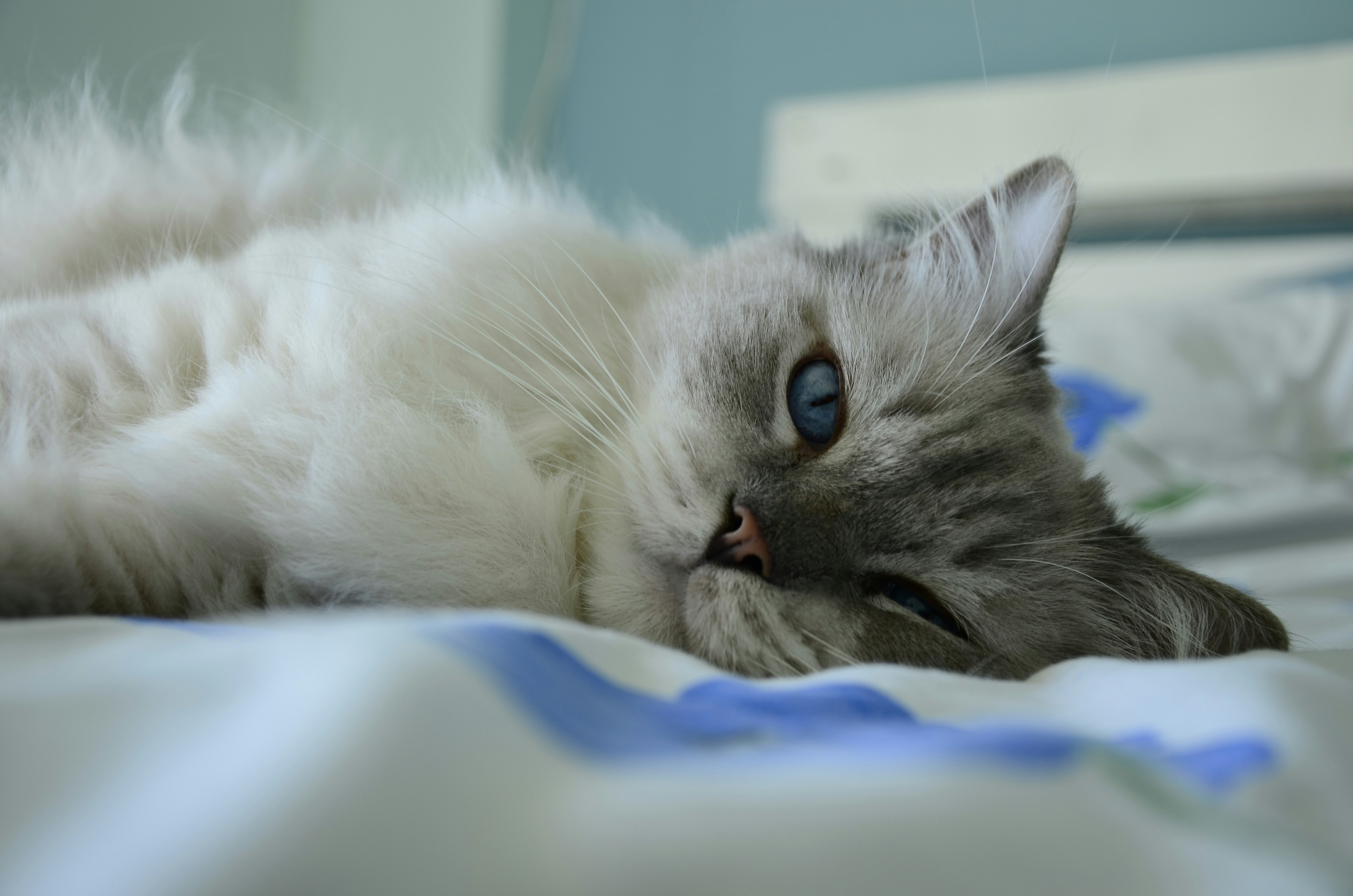 white cat on bed
