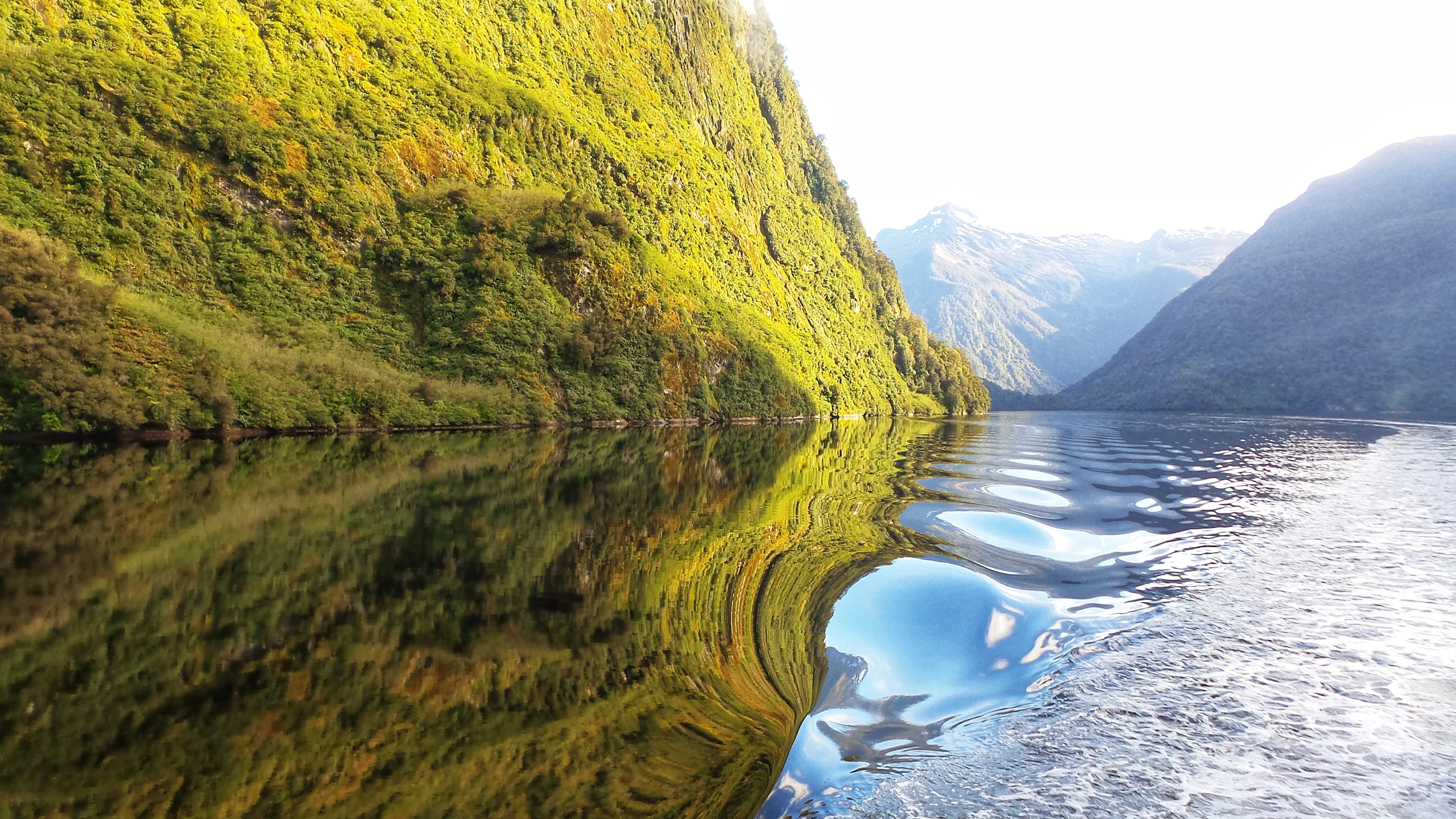 Green, forested fiord walls reflected in the water on a cruise through Doubtful Sound