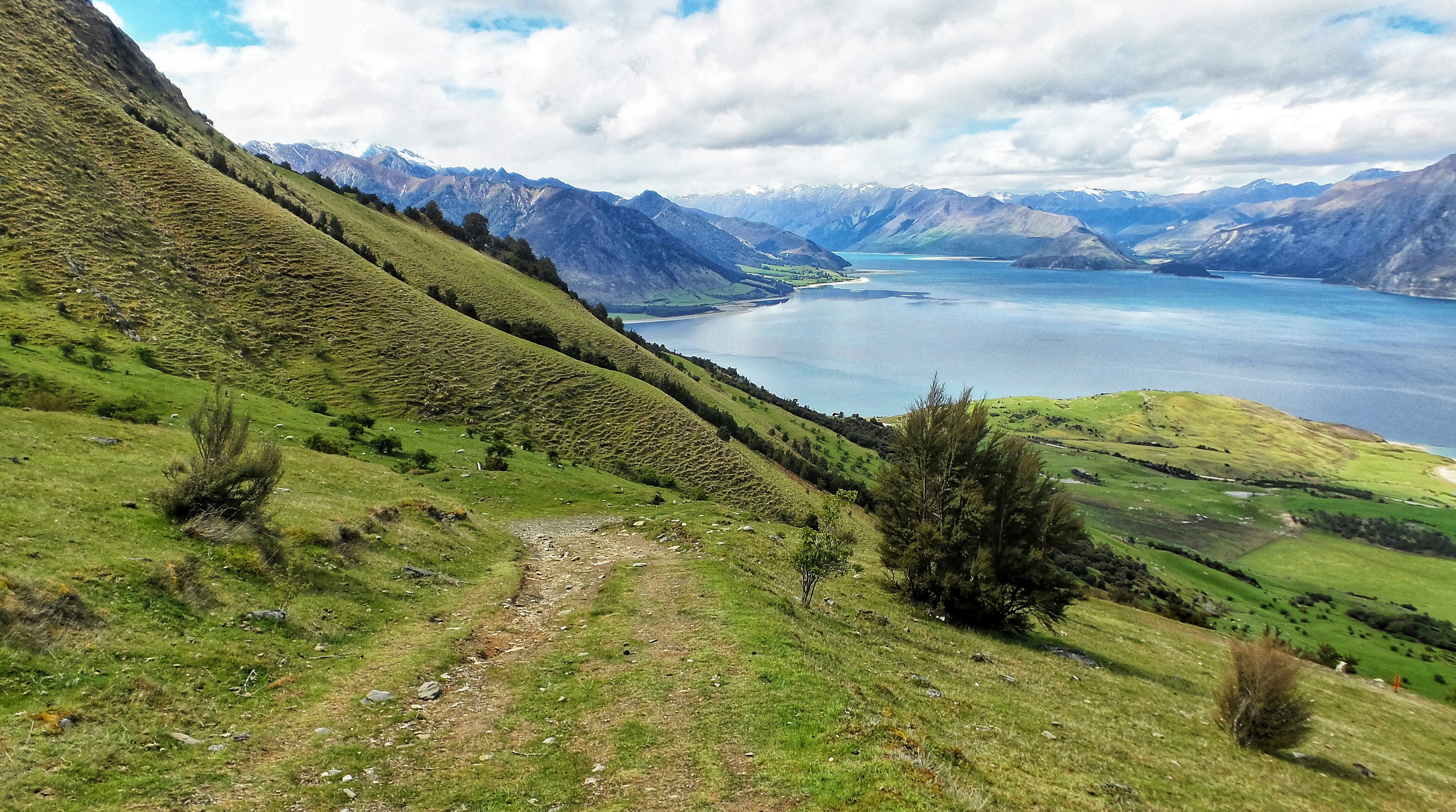 green trees and grass field, A green view over Lake Wanaka into the blue with snow-capped mountains in the background