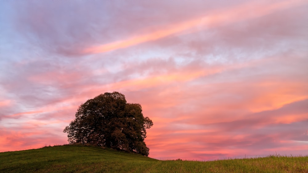 green trees and green grass mountain