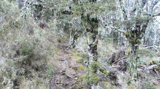 A scenic hiking trail winding through dense forest near the lodge.