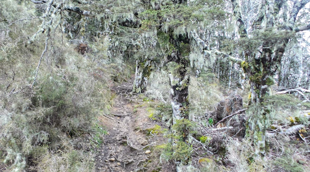 A scenic hiking trail winding through dense forest near the lodge.