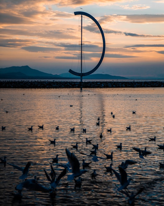 birds on sea in Lausanne Switzerland