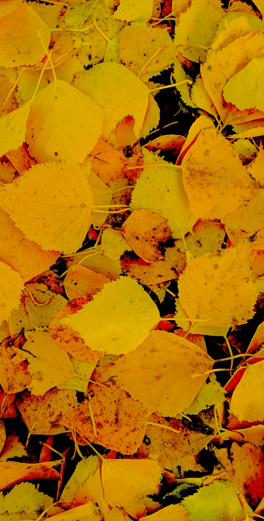 yellow leaves