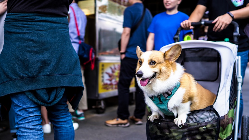 white and brown corgi