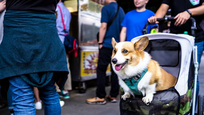 white and brown corgi