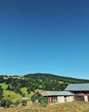 A rustic countryside scene featuring a few old wooden barns situated on a gently sloping grassy hill. The landscape is dotted with densely packed green trees leading up to a wooded hill in the background. The foreground includes a barn with a tin roof and ivy growing on one side, suggesting a serene and pastoral setting under a clear blue sky.