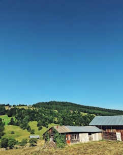 A rustic countryside scene featuring a few old wooden barns situated on a gently sloping grassy hill. The landscape is dotted with densely packed green trees leading up to a wooded hill in the background. The foreground includes a barn with a tin roof and ivy growing on one side, suggesting a serene and pastoral setting under a clear blue sky.