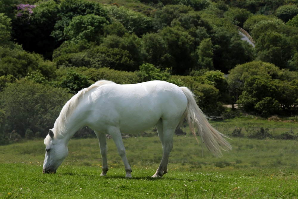 white horse near trees