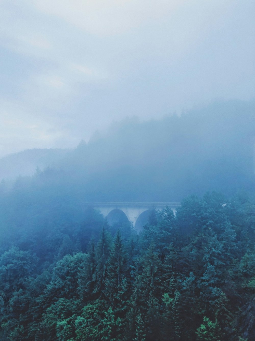 green forest during daytime