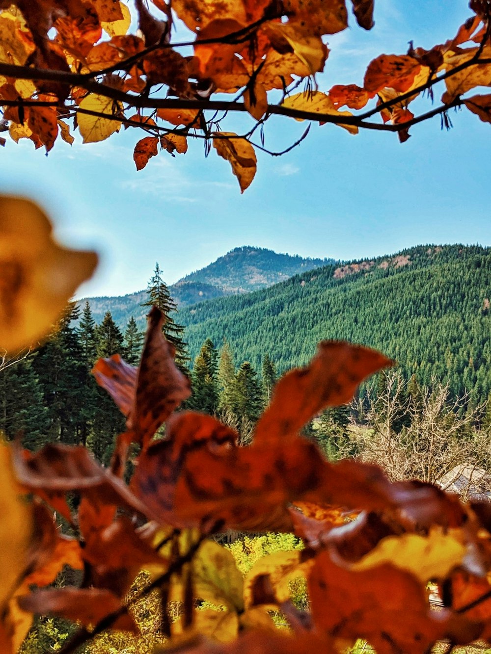 mountain view behind plant