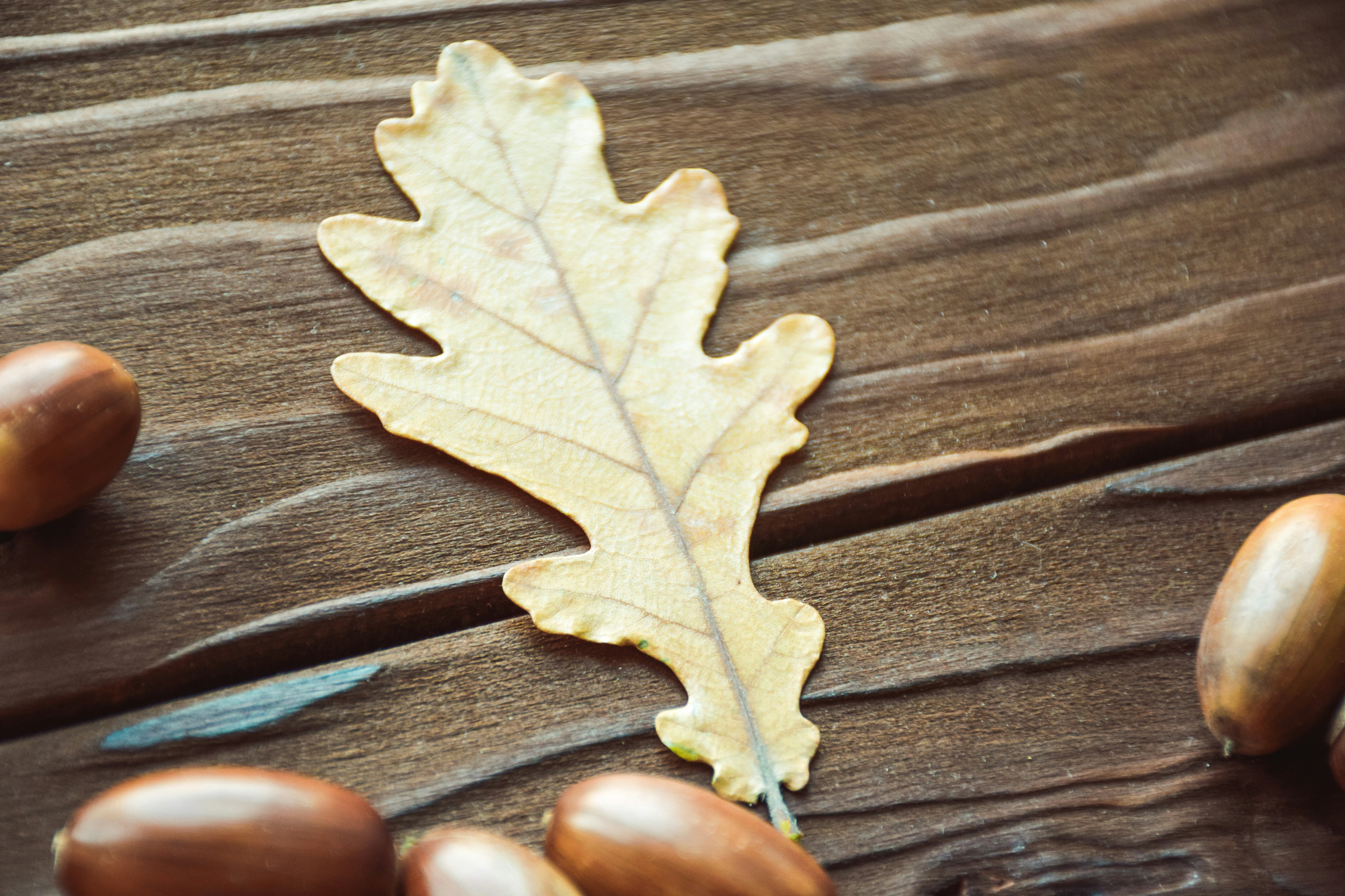 A detailed shot of a green oak leaf.