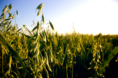 crop field