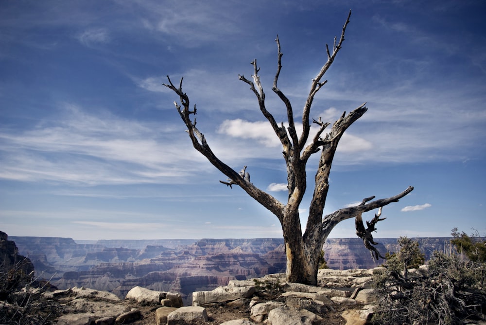 bare tree under blue sky