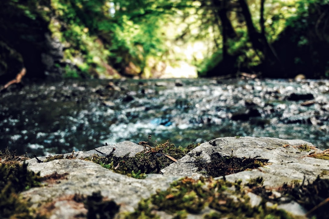 travelers stories about Jungle in GÄƒineÈ™ti, Romania