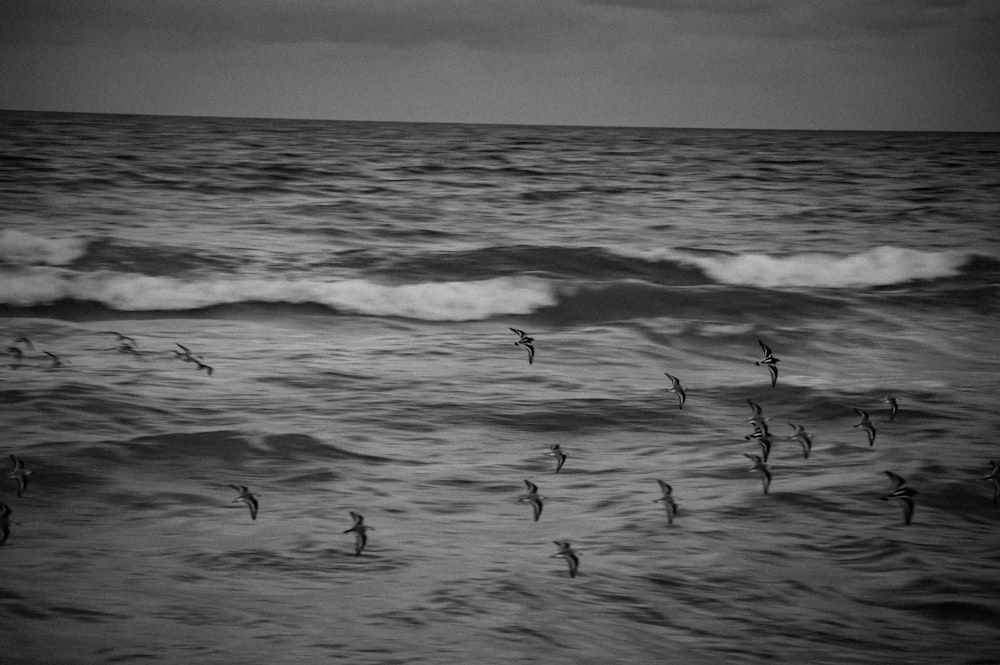 flock of bird flying above sea