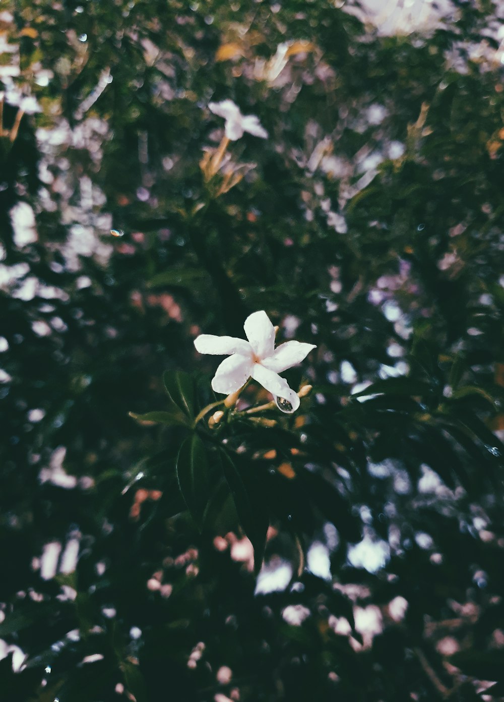 white petaled flower during daytime