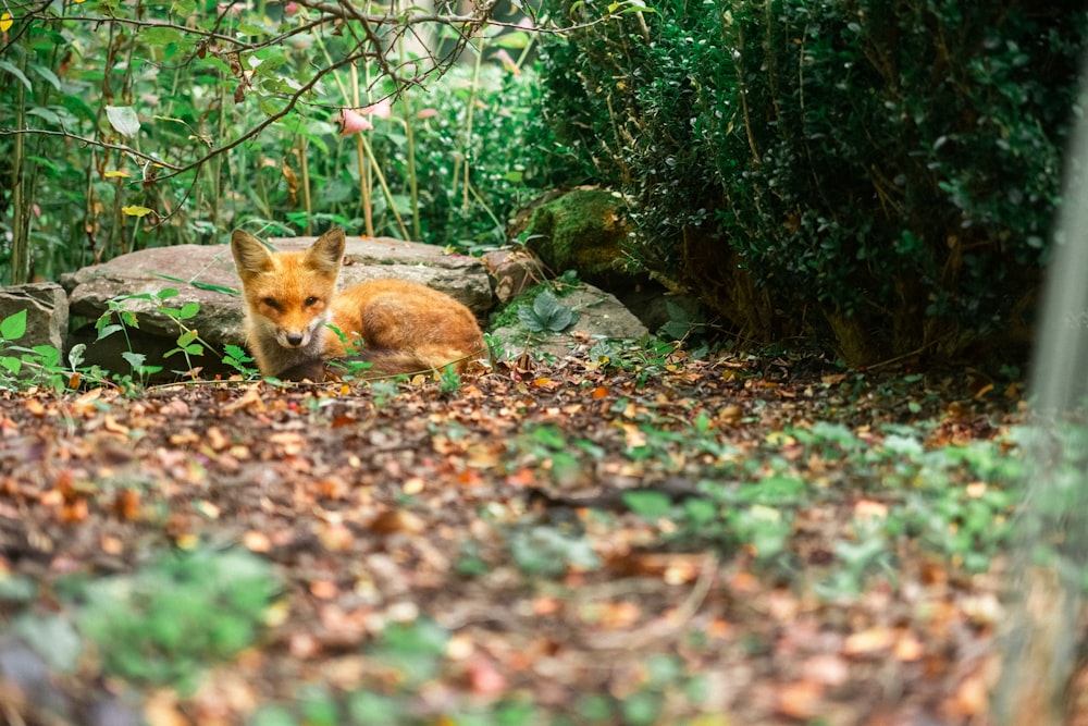red fox lying on brown withered leaves