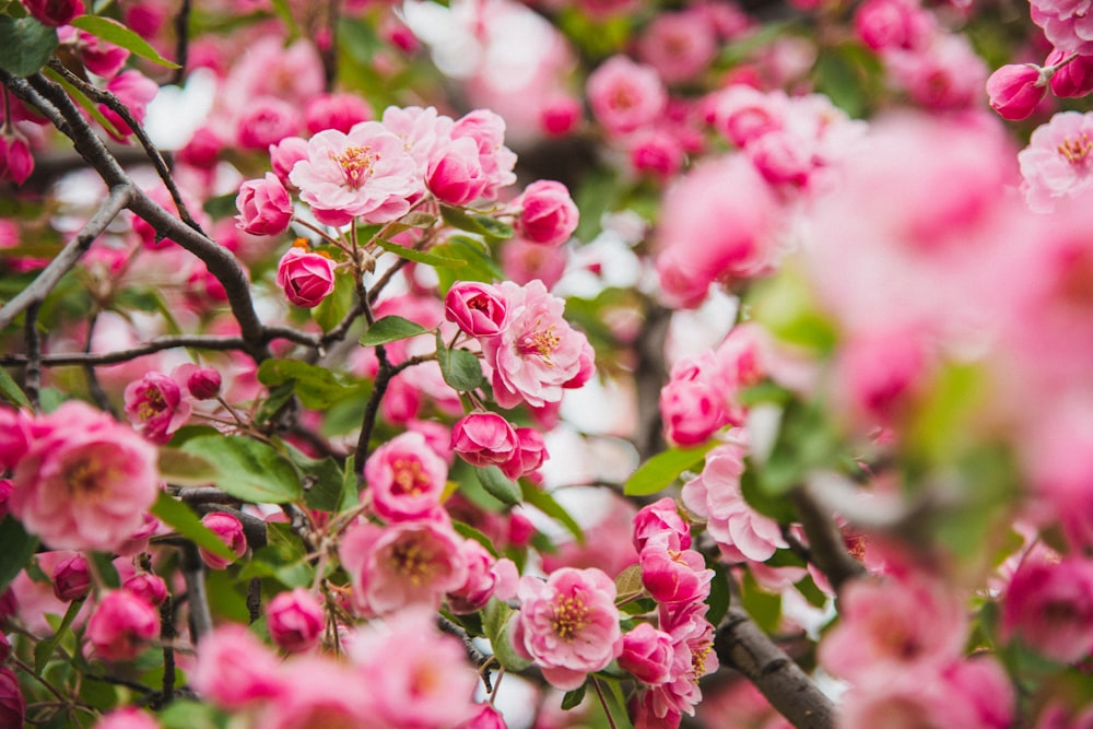 cerisier en fleurs