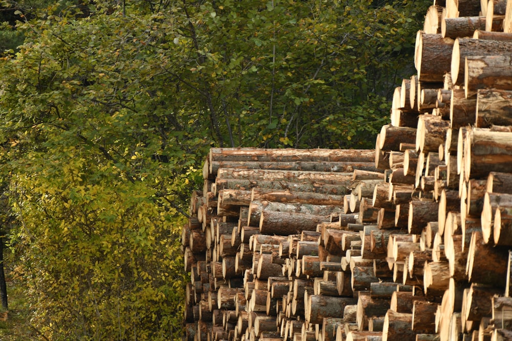 pila di tronchi di legno marrone