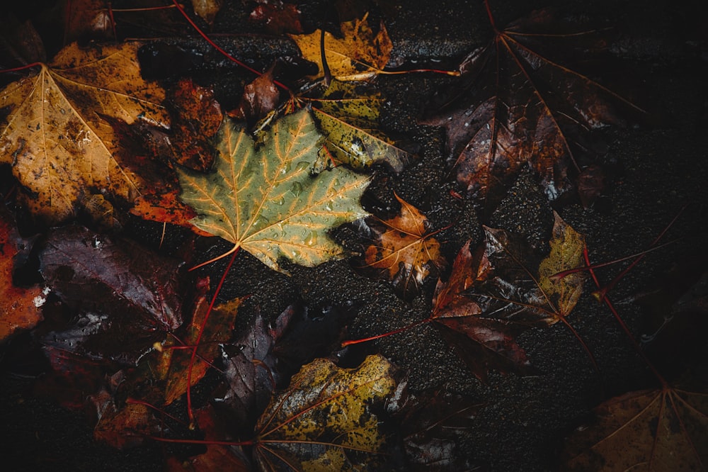 red and brown maple leaves