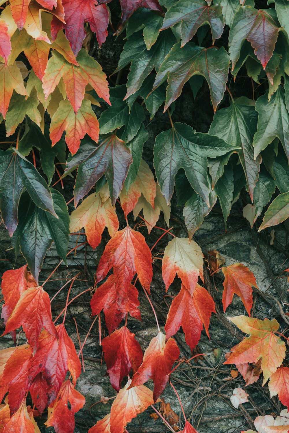 Planta de hoja verde y roja