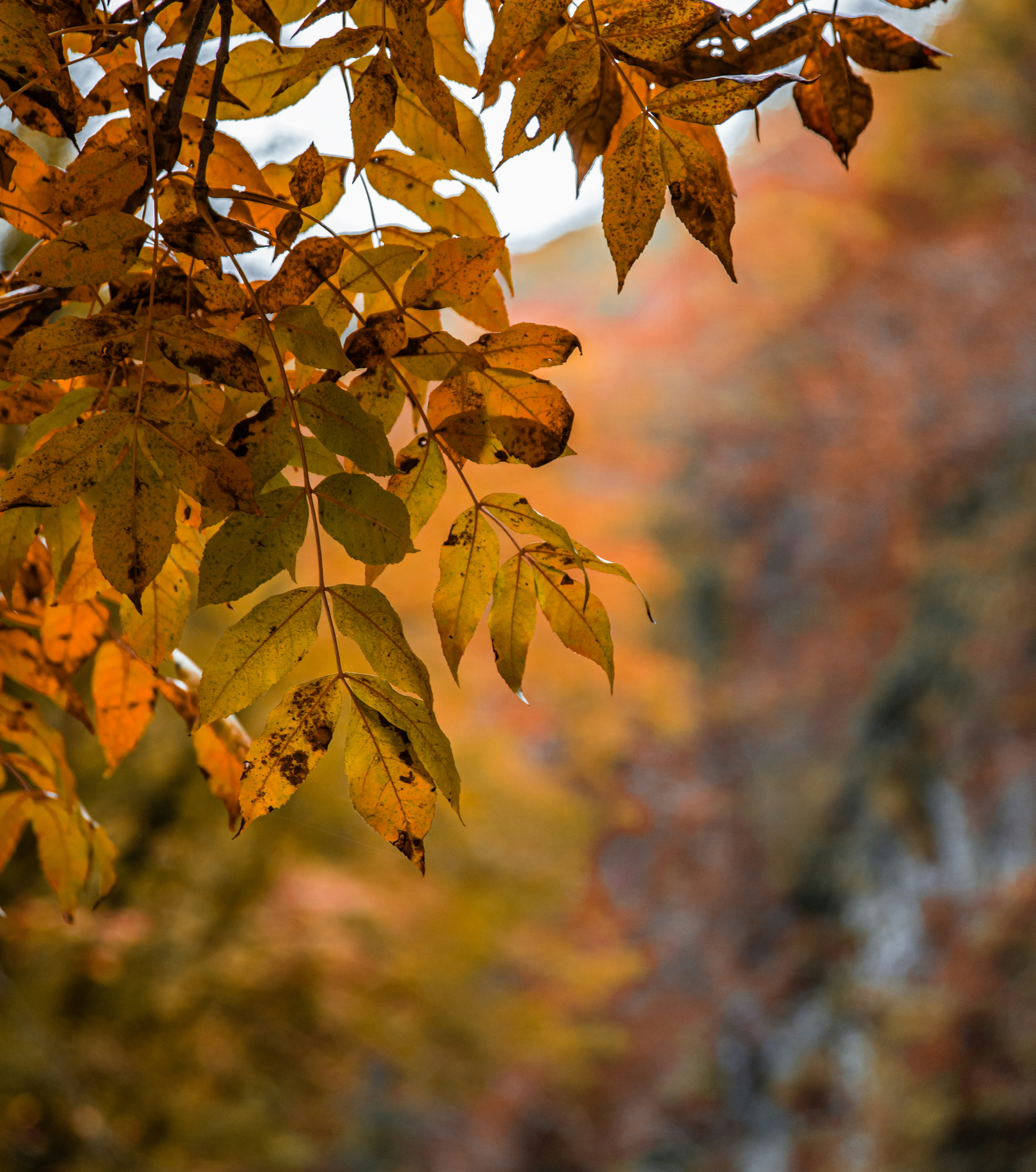 Photo by dentrushtin