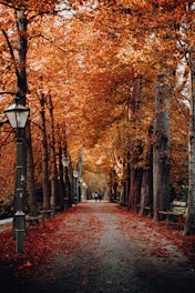 trees beside light posts