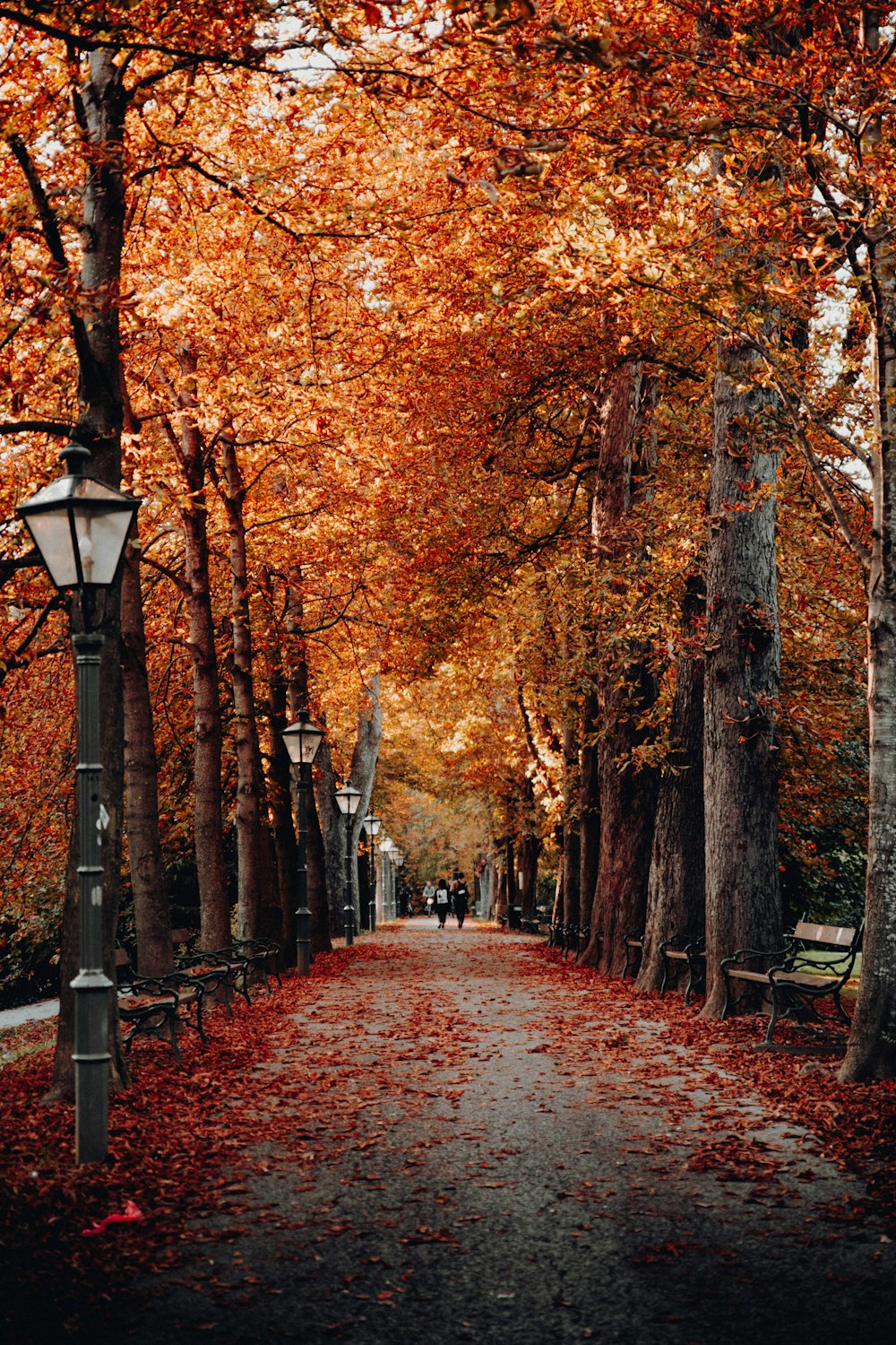 des arbres à côté des lampadaires ;