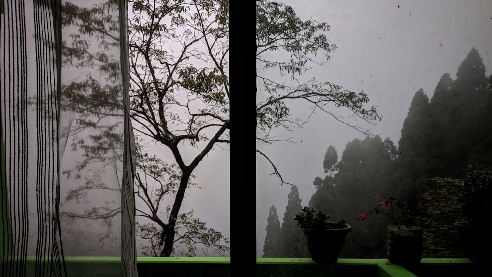 green trees outside windows