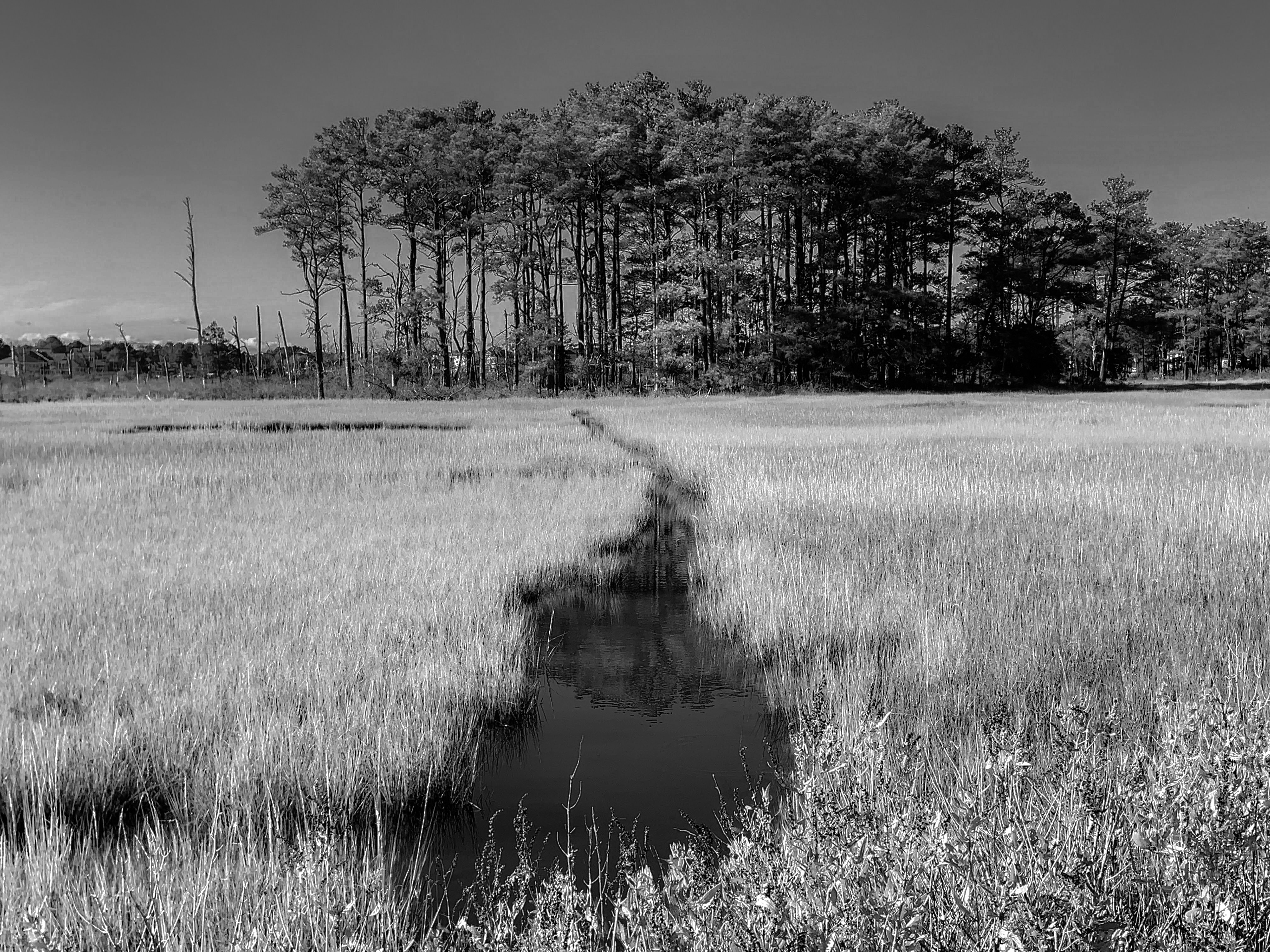 A black and white photo of a marsh near the Rehoboth Bay, Delaware.