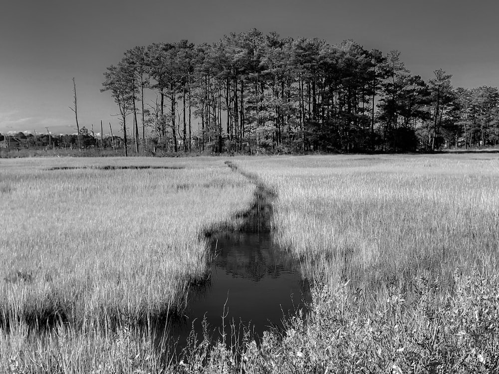 Fotografía de campo de hierba