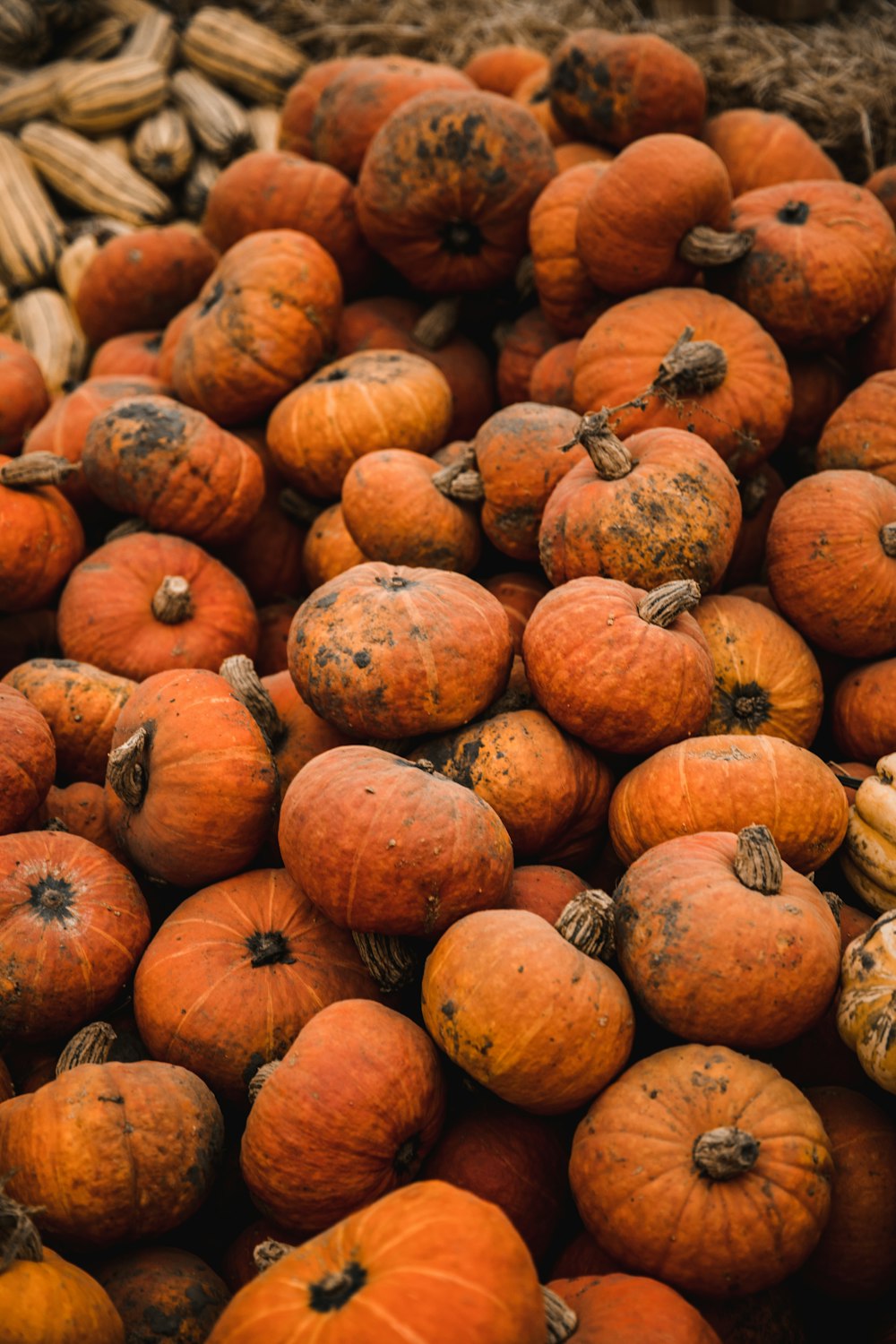 pile of pumpkins