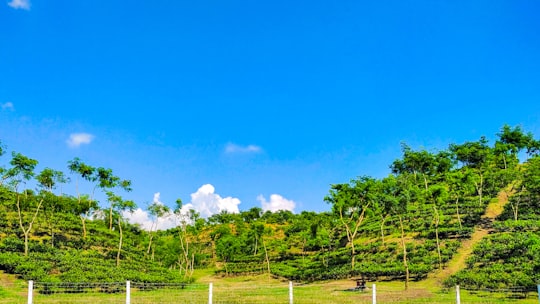 forest trees photograph in Sreemangal Bangladesh