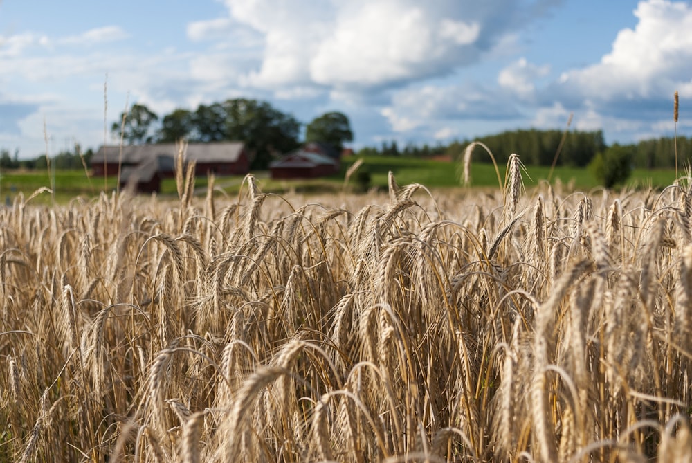 brown grass field photograph